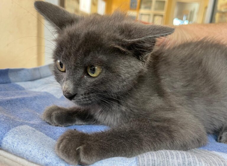 multimedia-foto91304-74-1