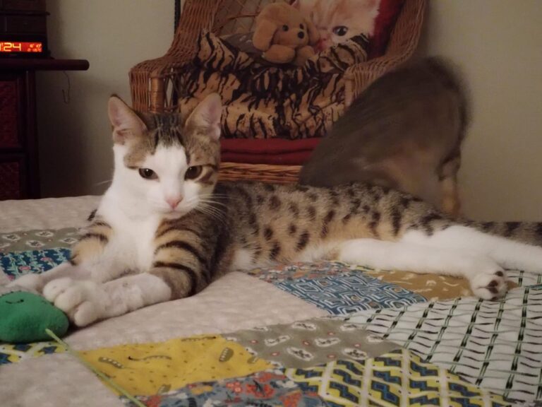 multimedia-foto91328-215-1