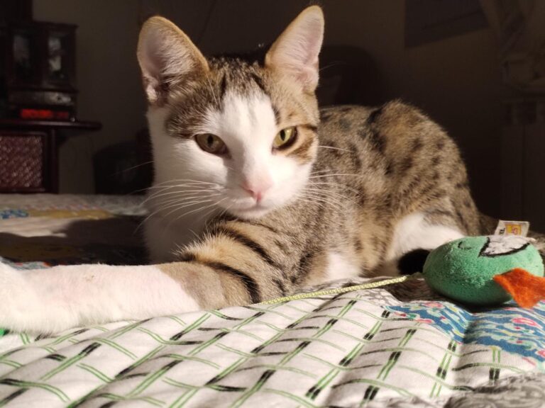 multimedia-foto91329-215-1