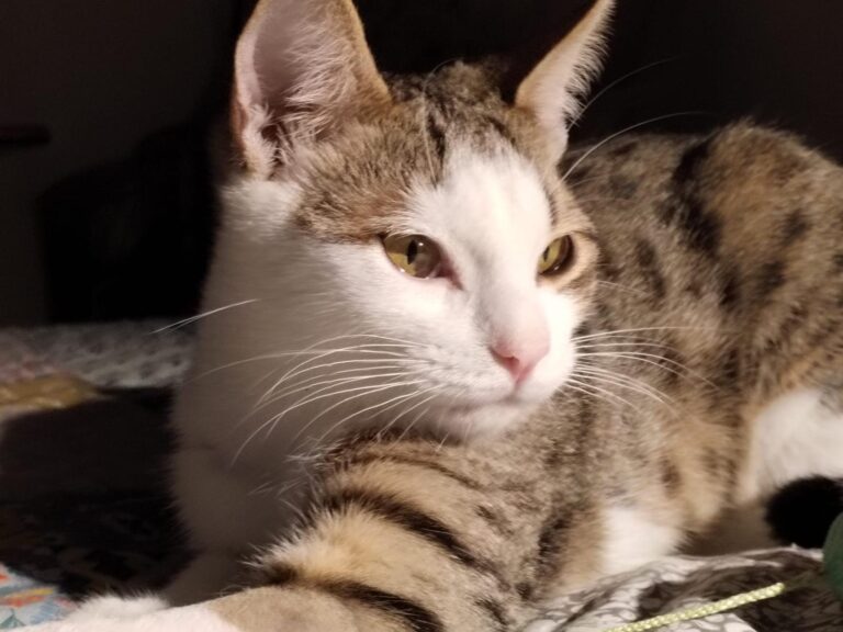 multimedia-foto91330-216-1