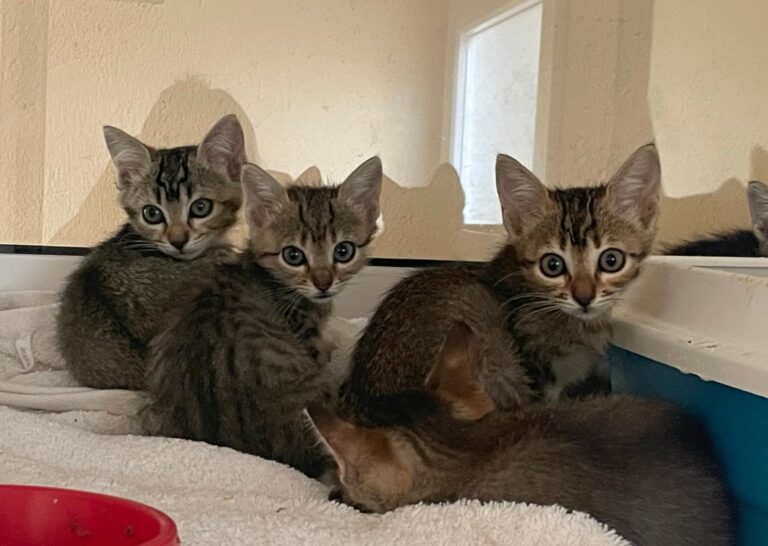 multimedia-foto91366-863-1