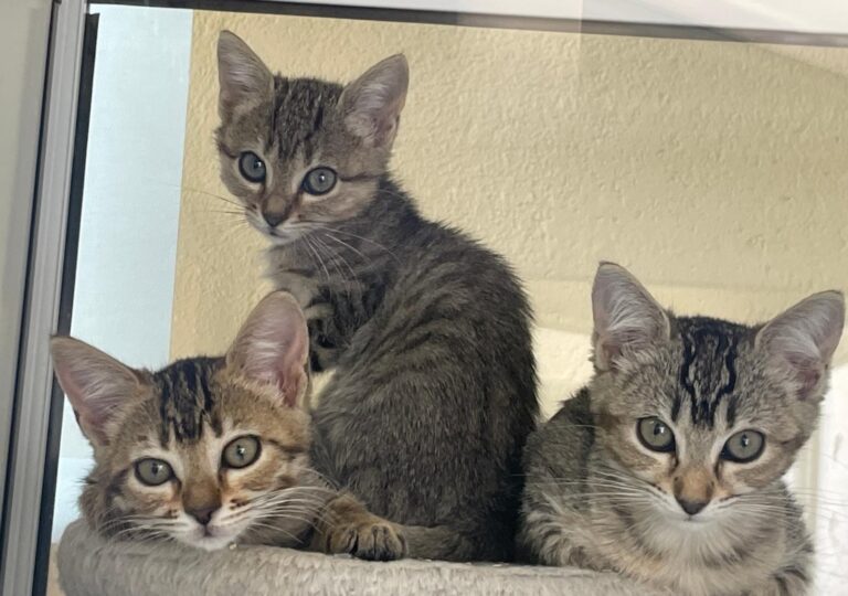 multimedia-foto91372-866-1