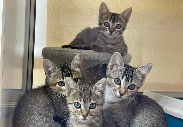 multimedia-foto91373-866-1