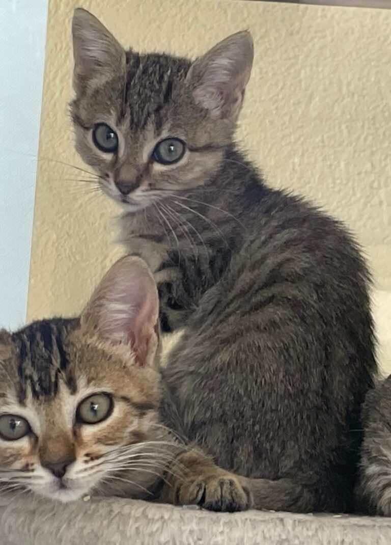 multimedia-foto91375-255-1