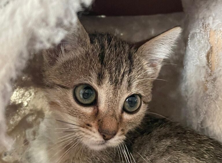 multimedia-foto91376-255-1