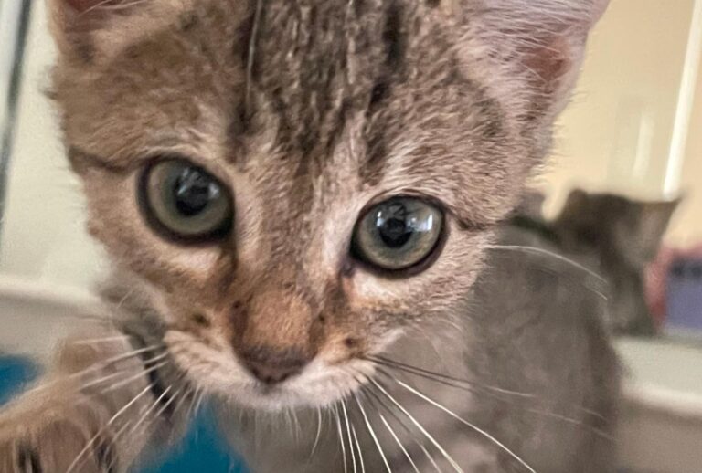 multimedia-foto91377-256-1