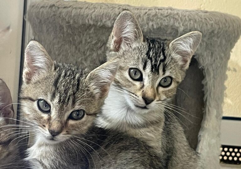 multimedia-foto91378-256-1