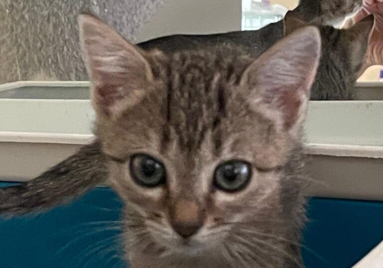 multimedia-foto91379-256-1