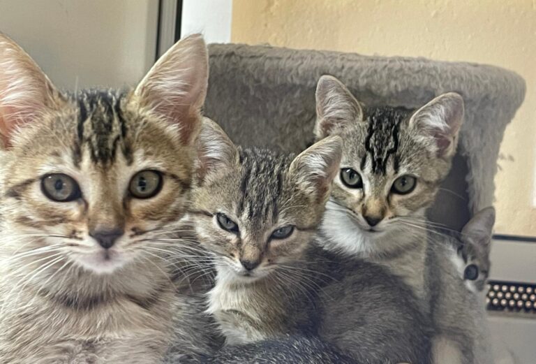 multimedia-foto91403-940-1