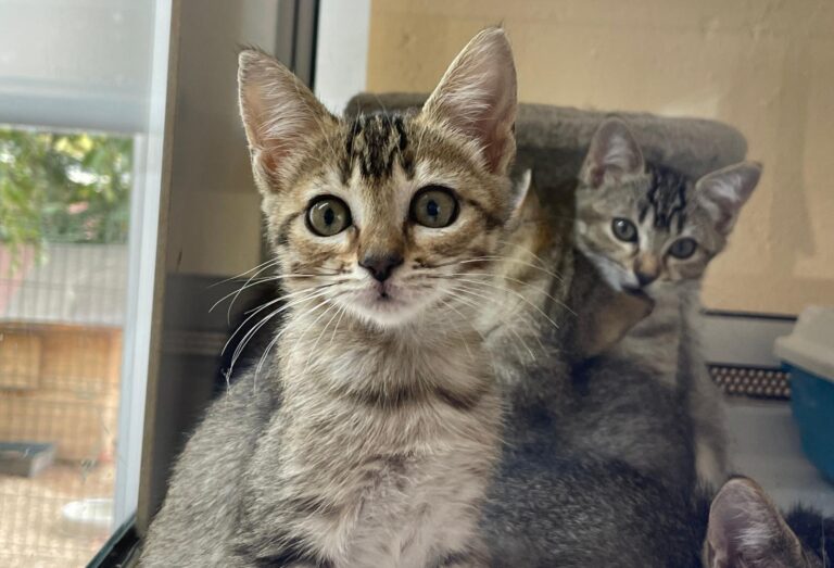 multimedia-foto91404-940-1