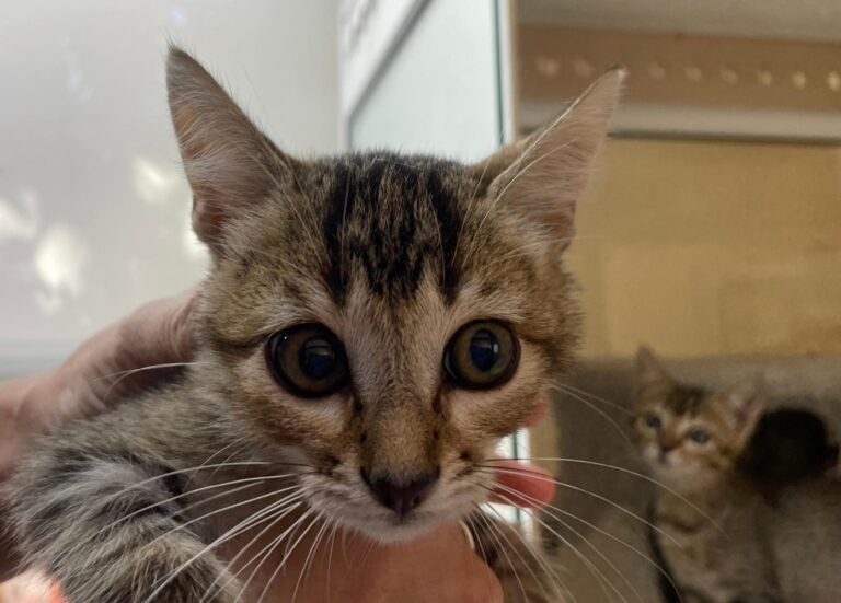 multimedia-foto91405-940-1