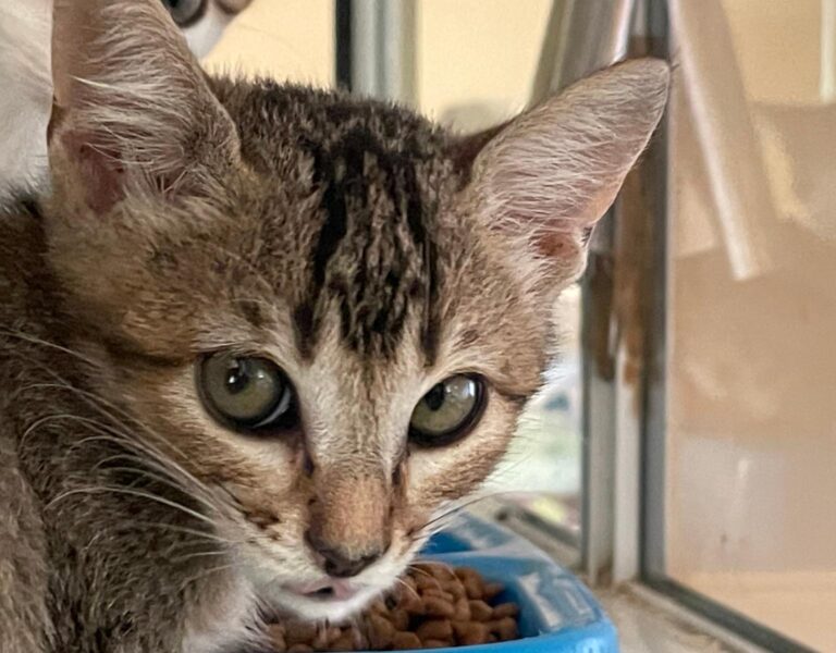 multimedia-foto91406-941-1