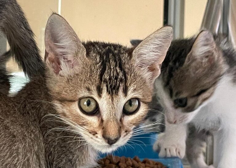 multimedia-foto91407-941-1