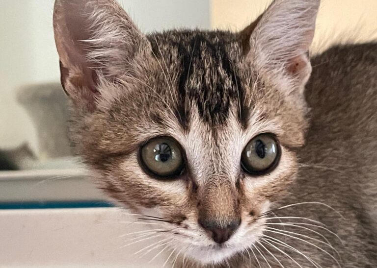 multimedia-foto91408-941-1