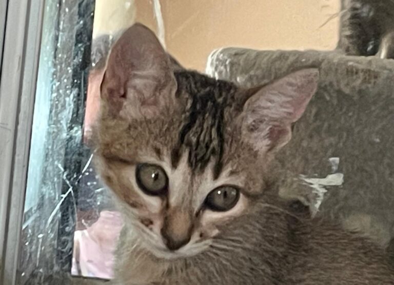 multimedia-foto91409-941-1