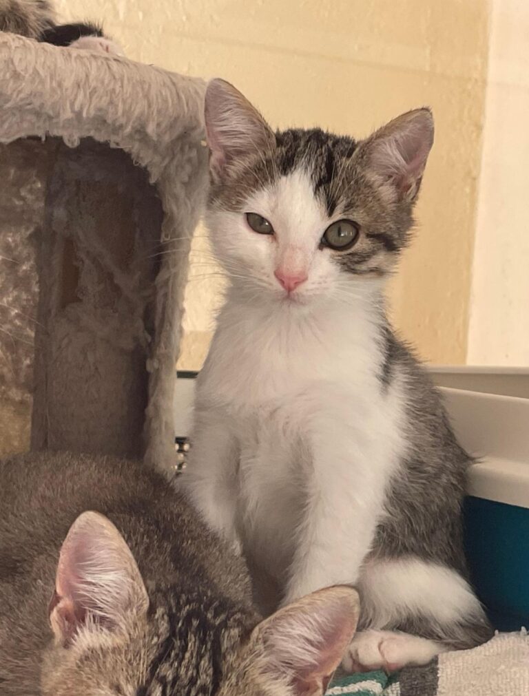 multimedia-foto91410-74-1