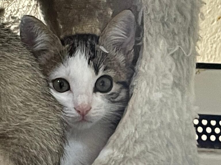 multimedia-foto91411-74-1