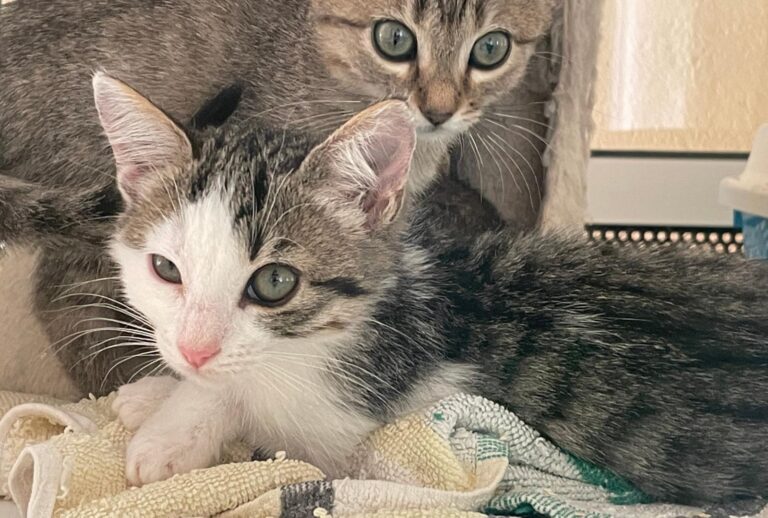 multimedia-foto91414-75-1