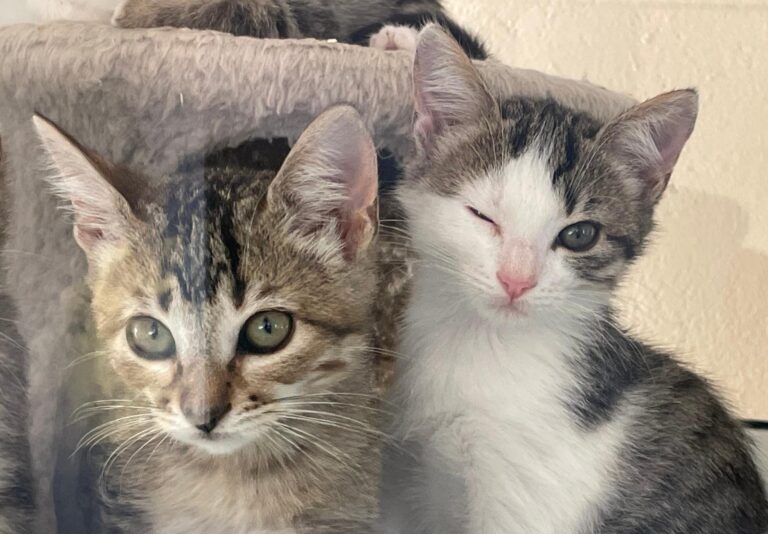 multimedia-foto91415-75-1