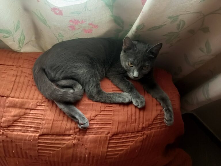 multimedia-foto91417-461-1