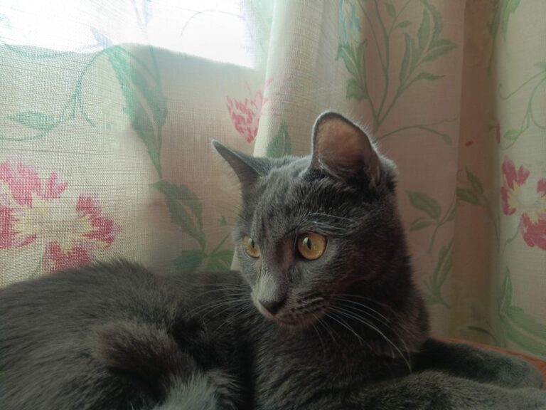 multimedia-foto91418-462-1