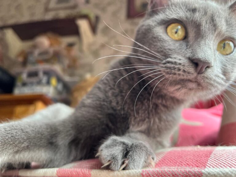 multimedia-foto91421-463-1