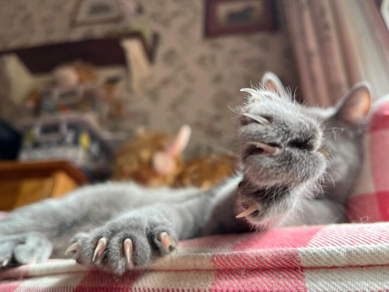 multimedia-foto91422-463-1