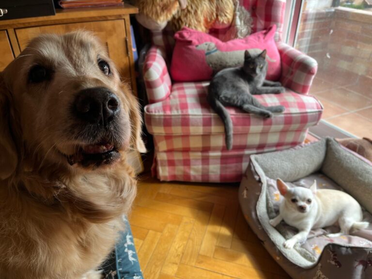 multimedia-foto91423-464-1