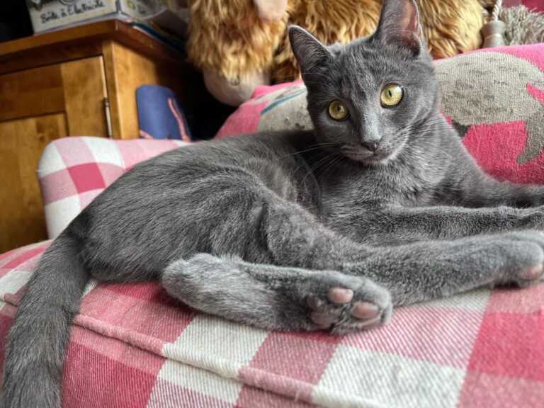 multimedia-foto91424-464-1