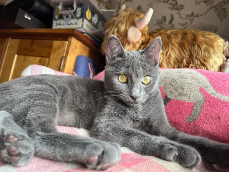 multimedia-foto91425-464-1