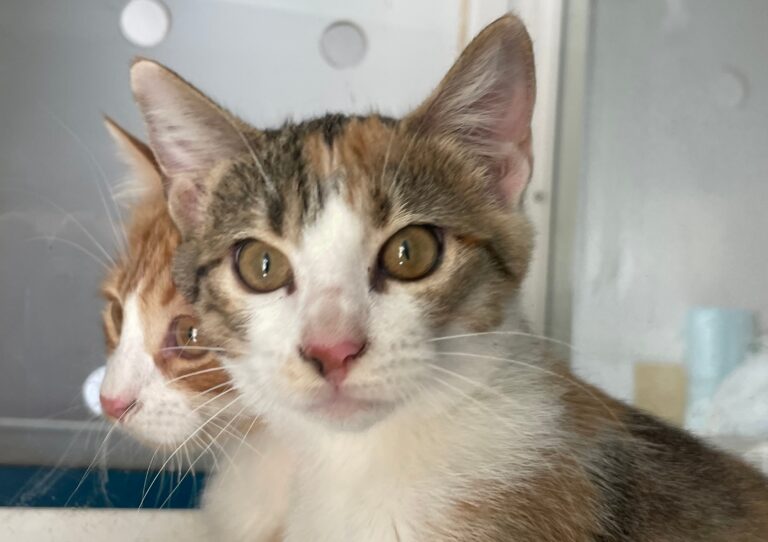 multimedia-foto91426-605-1