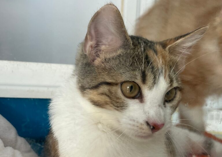 multimedia-foto91427-606-1