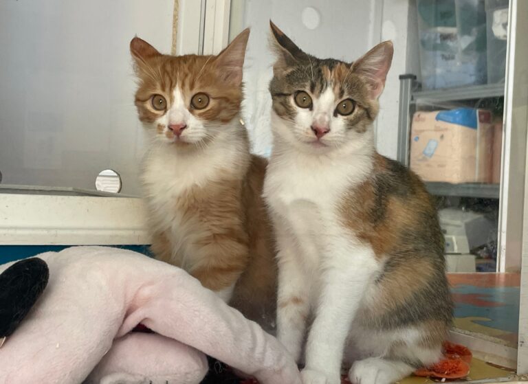 multimedia-foto91428-606-1