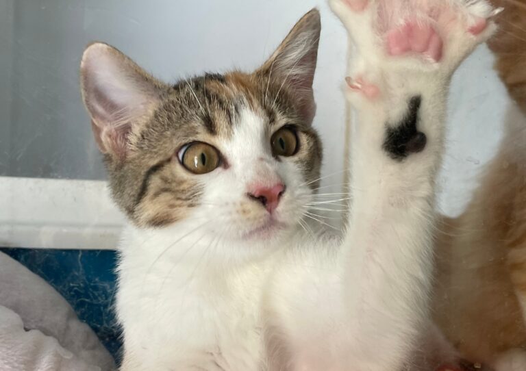 multimedia-foto91429-607-1