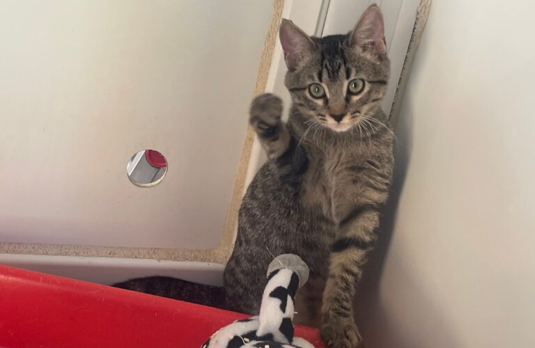 multimedia-foto91436-784-1