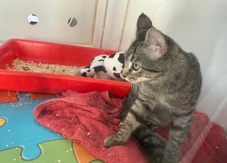 multimedia-foto91437-784-1