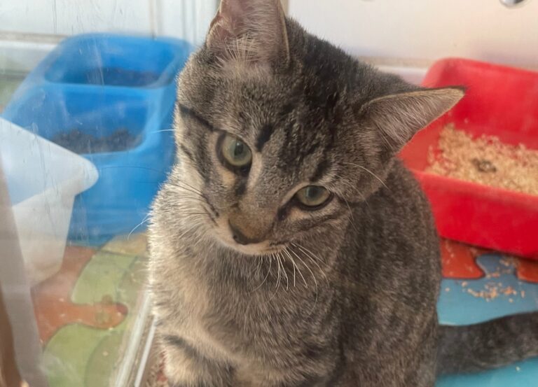 multimedia-foto91438-785-1