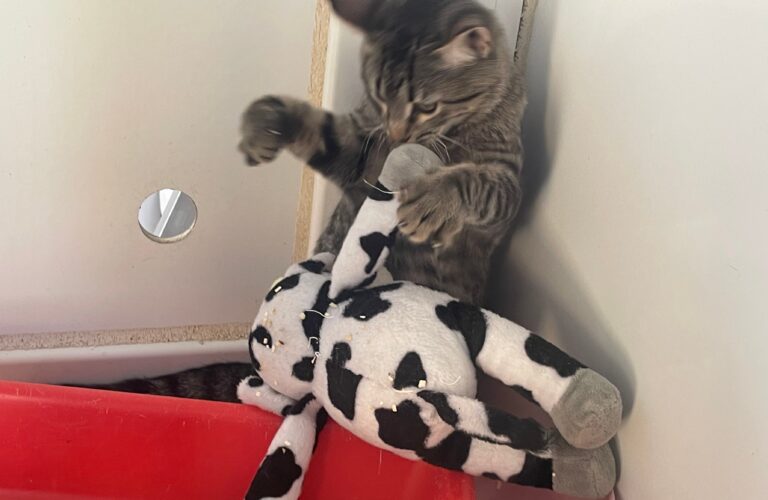 multimedia-foto91439-785-1