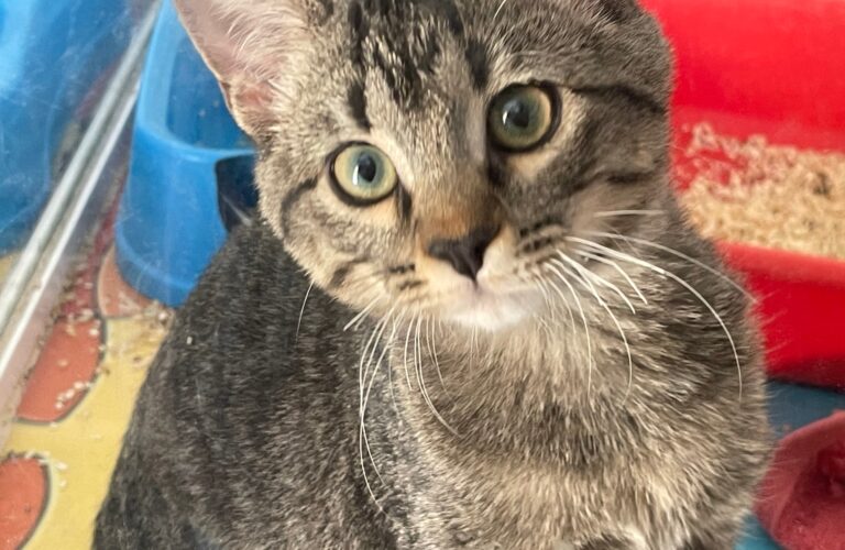 multimedia-foto91440-786-1