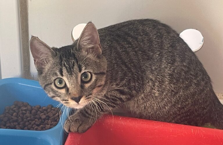 multimedia-foto91441-787-1