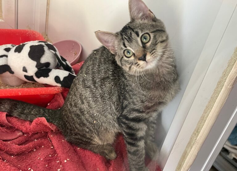 multimedia-foto91442-787-1