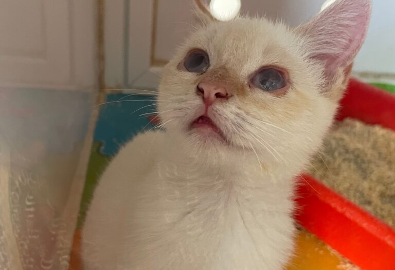 multimedia-foto91443-100-1