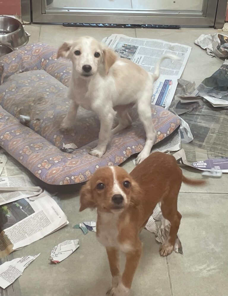 multimedia-foto91445-942-1