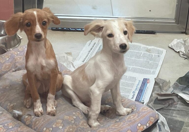 multimedia-foto91446-943-1