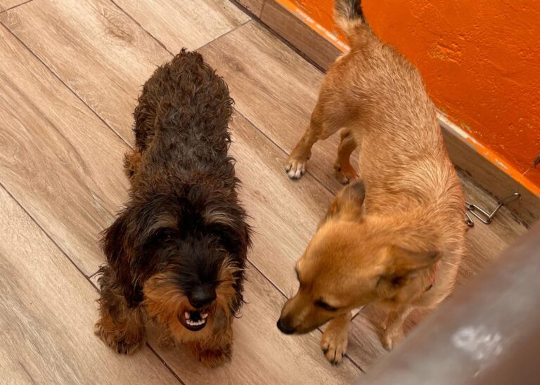 multimedia-foto91474-711-1