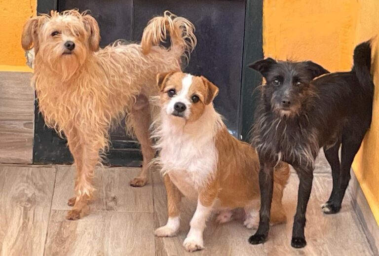 multimedia-foto91497-988-1