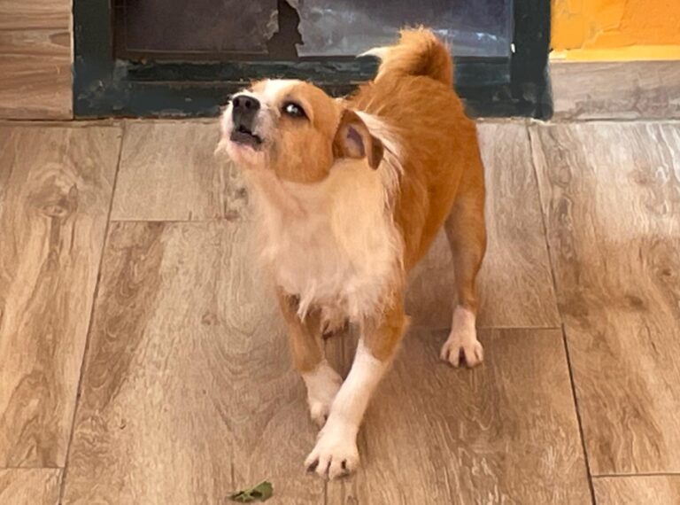 multimedia-foto91500-989-1