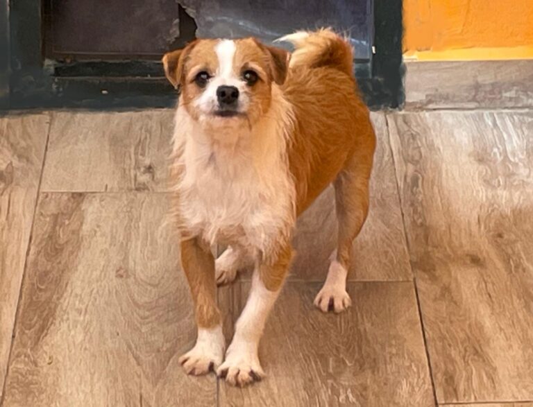 multimedia-foto91501-989-1