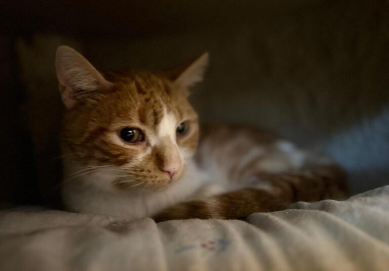 multimedia-foto91526-113-1