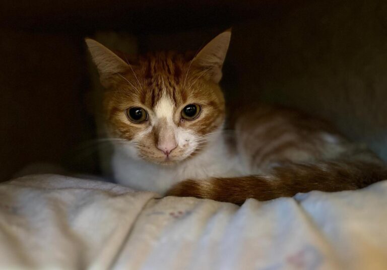 multimedia-foto91527-113-1